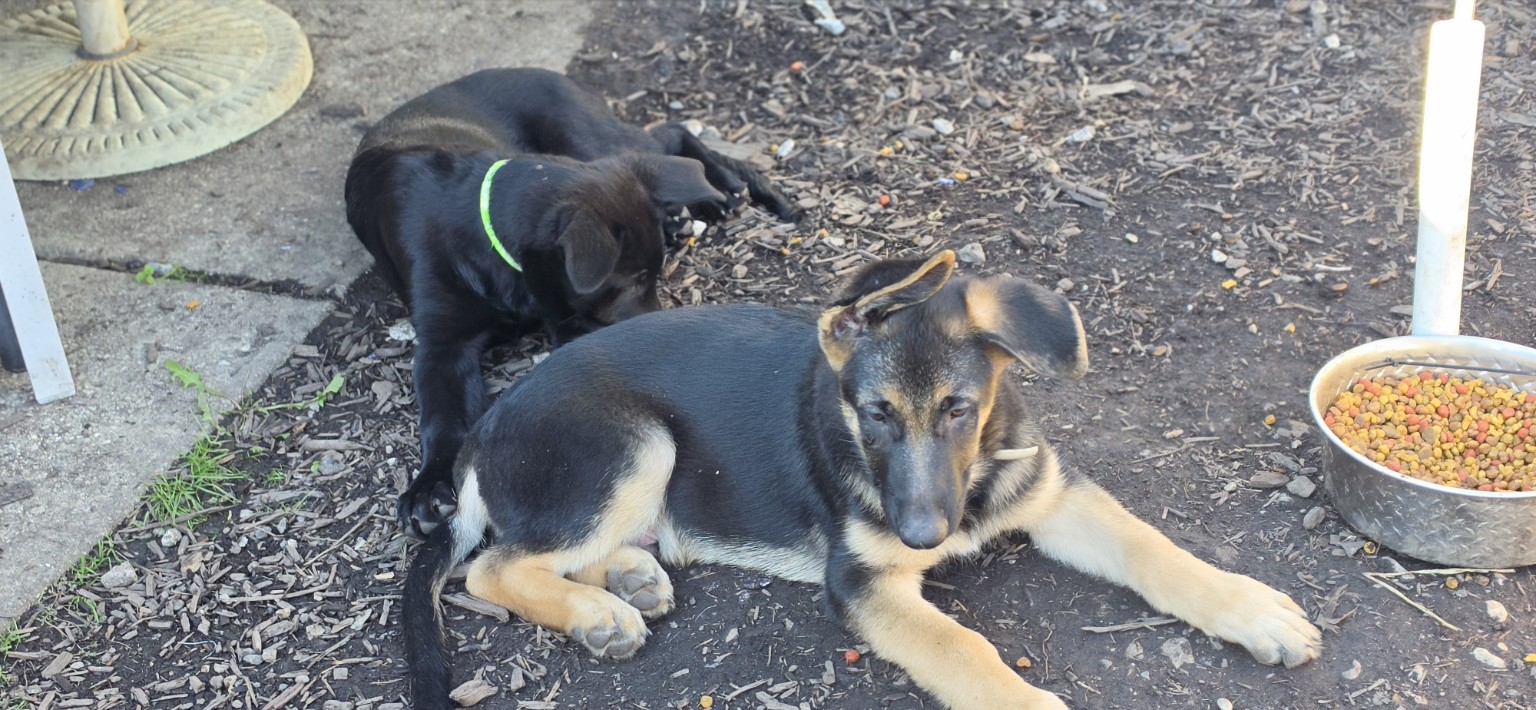 German Shepherd puppies resting together outside
