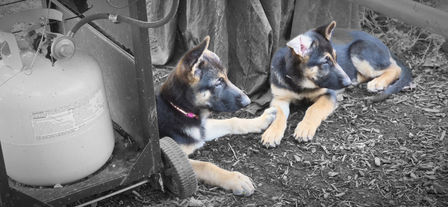 Pink on the left and Purple/Gray on the right resting together